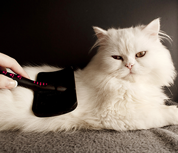 Brossage de chat
